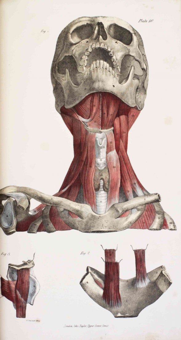 (ANATOMY) QUAIN, J. AND E. WILSON, eds. A Series of: (ANATOMY) QUAIN, JONES AND ERASMUS WILSON, eds. A Series of Anatomical Plates, in Lithography, with References and Physiological Comments, Illustrating the Structure of the Different Parts of the Huma