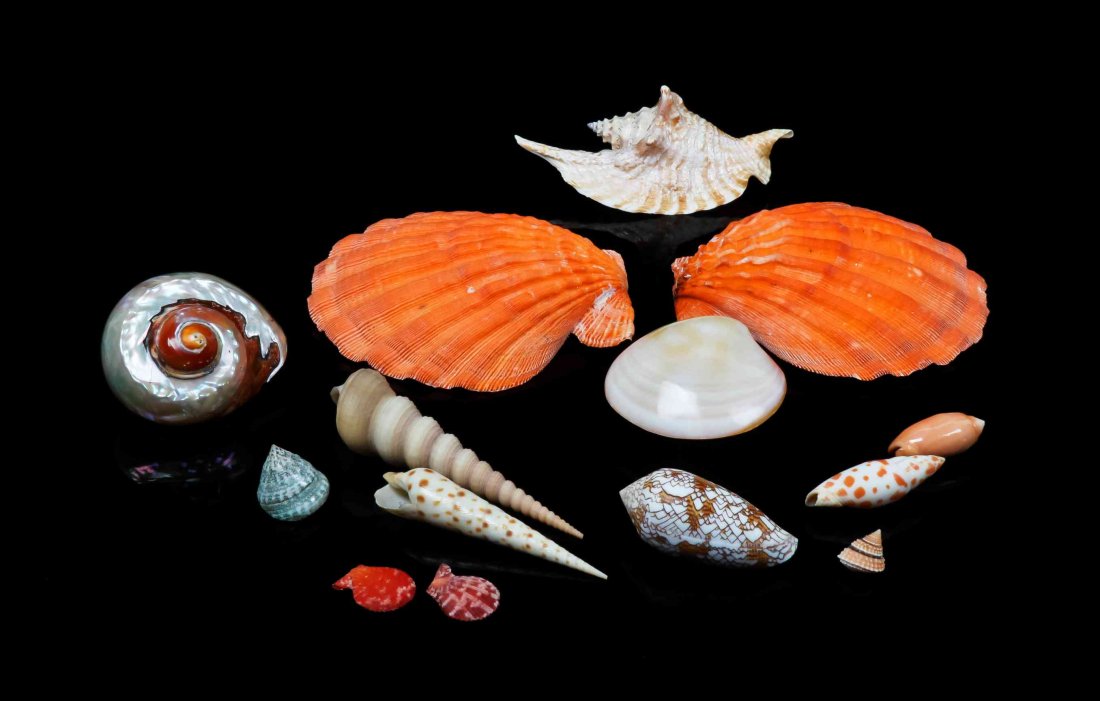 A Seashell Collection,, Worldwide Localities,,: A Seashell Collection, Worldwide Localities, consisting of 116 gastropods and bivalves, most species exhibit their natural coloration and textures though some have been polished to reveal their mother