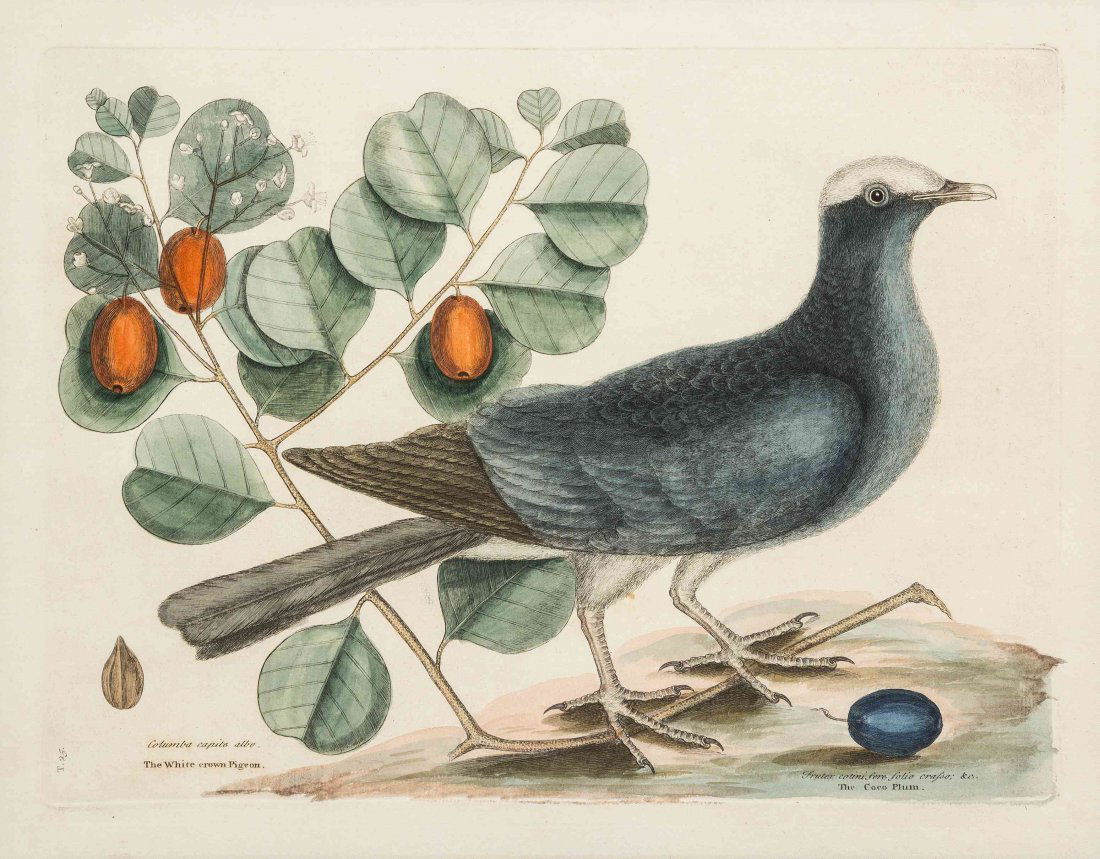 Mark Catesby, (British, 1679-1749), The White Crown'd: Mark Catesby (British, 1679-1749) The White Crown'd Pigeon, The Cocoa Plum, Columba Capite Albo, plate 25 (from The Natural History of Carolina, Florida, and the Bahama Islands, London, 1731-1743) eng