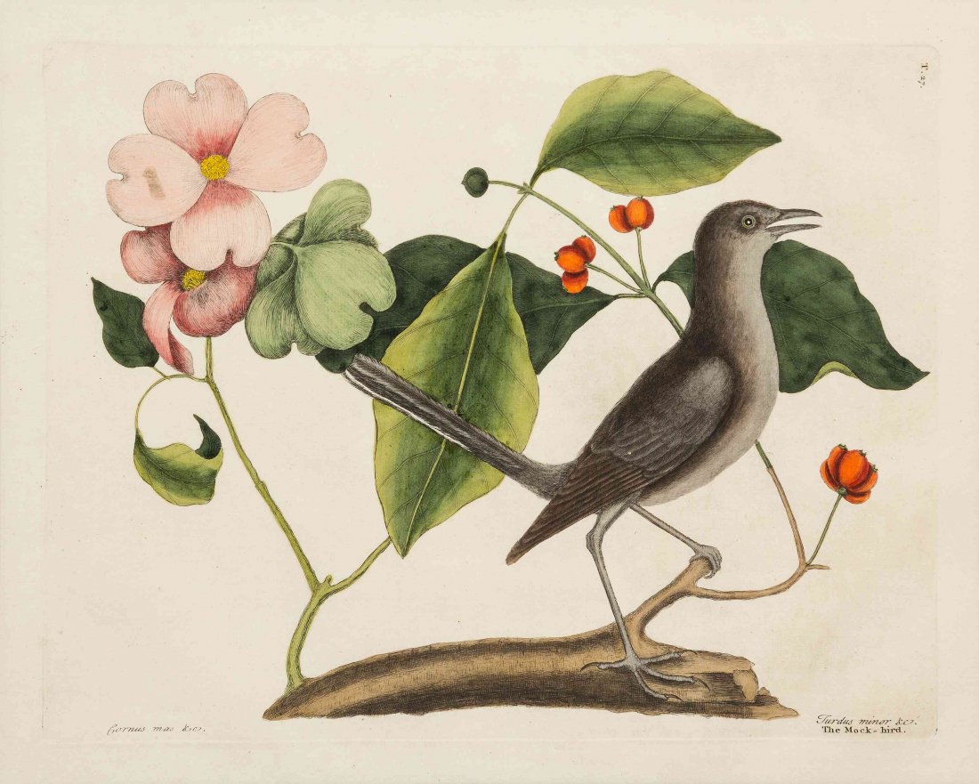 Mark Catesby, (British, 1679-1749), Turdus minor, &c.: Mark Catesby (British, 1679-1749) Turdus minor, &c. The Mock-bird, plate 27 (from The Natural History of Carolina, Florida, and the Bahama Islands, London, 1731-1743) engraving with hand-coloring on 1