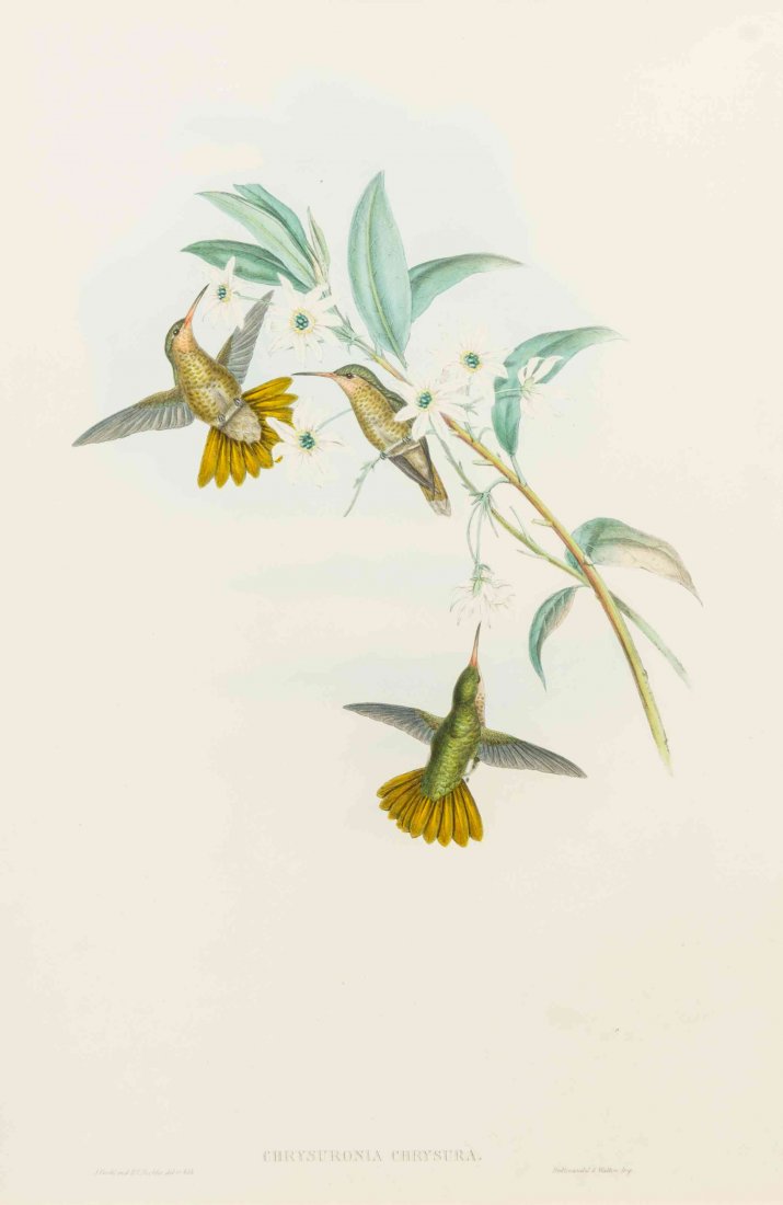 John Gould, (British, 1804-1881), Chrysuronia Chrysura: John Gould (British, 1804-1881) Chrysuronia Chrysura (from Monograph of the Trochildae, or Hummingbirds, London, after 1861) color lithograph Size of frame 28 x 21 1/4 inches. Property from the Abbie