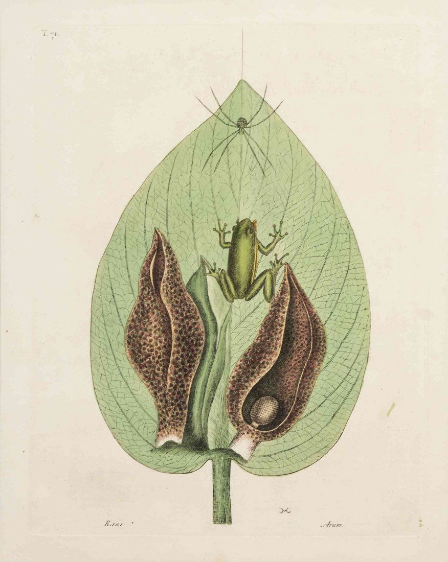 Mark Catesby, (British, 1679-1749), Green Tree-Frog,: Mark Catesby (British, 1679-1749) Green Tree-Frog, tab. 71 and Land-Frog, tab. 69 (two works from The Natural History of Carolina, Florida and the Bahama Islands, London, 1731-1743) engraving with han
