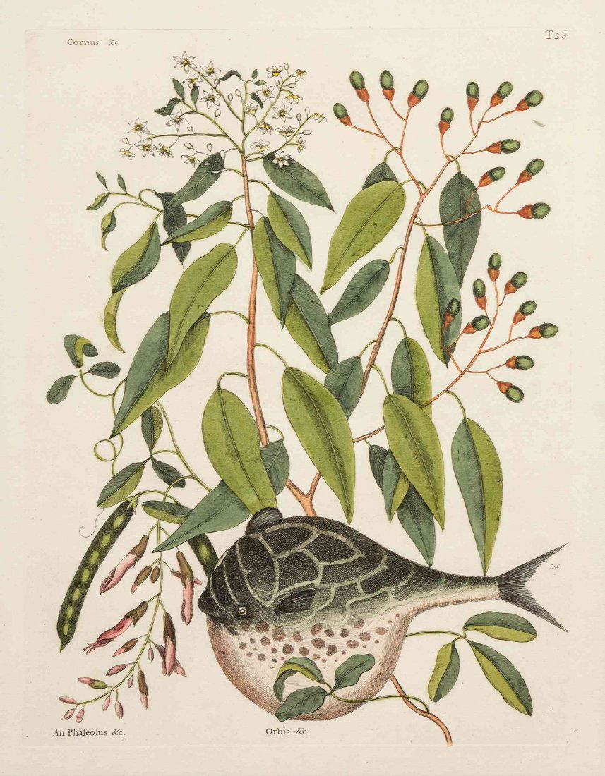 Mark Catesby, (British, 1679-1749) The Globe-Fish, The: Mark Catesby (British, 1679-1749) Globe-Fish, tab. 28, The Green Gar Fish, tab. 40, The Herring, tab. 24 (a group of three works from The Natural History of Carolina, Florida and the Bahama Islands, L