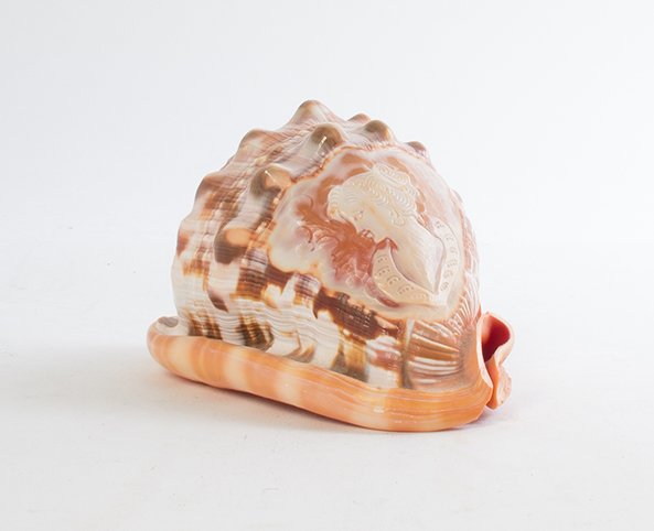 A Victorian Style Carved Cameo Shell, Width 5 5/8: A Victorian Style Carved Cameo Shell, 20TH CENTURY, worked to show a lady in profile. Width 5 5/8 inches.