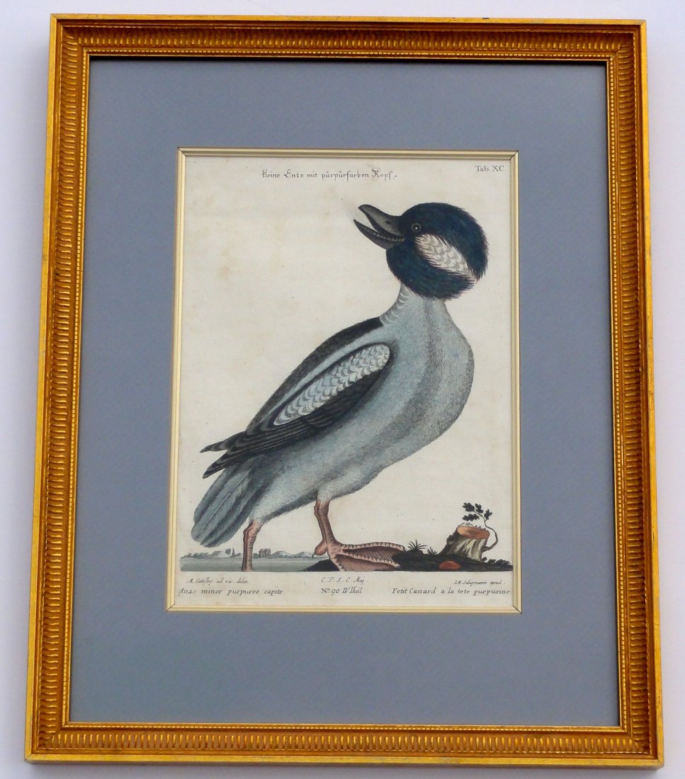 Bufflehead by Mark Catesby, 1749: Original hand colored etching by Mark Catesby, Seligmann Edition, circa 1749. Displayed in a gold fillet and wood frame. Dimensions: 1' 2" L x 1' 6" W