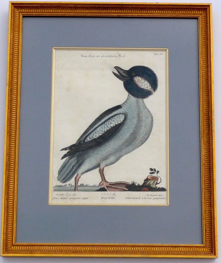 Bufflehead by Mark Catesby, 1749 (Framed): An original hand colored etching by Mark Catesby, Seligmann Edition, circa 1749. It comes displayed in a wood frame and is in good vintage condition. Dimensions: 16 x 20 inches.
