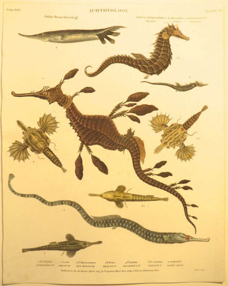 Sea Horses by Rees, 1812 (1 of 2)