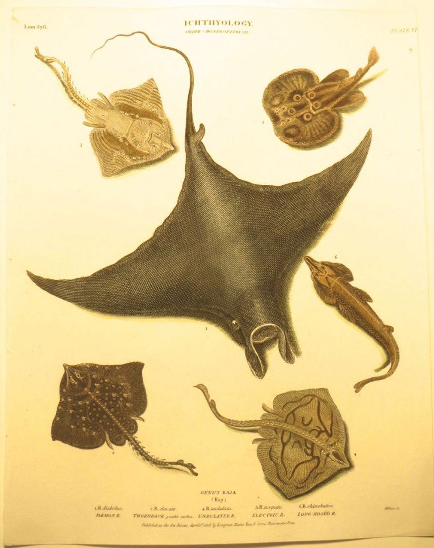 Skates by Rees, 1812 (1 of 2)