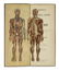 (ANATOMY.) Furneaux, William S.; and Mayer, Ethel. - 2