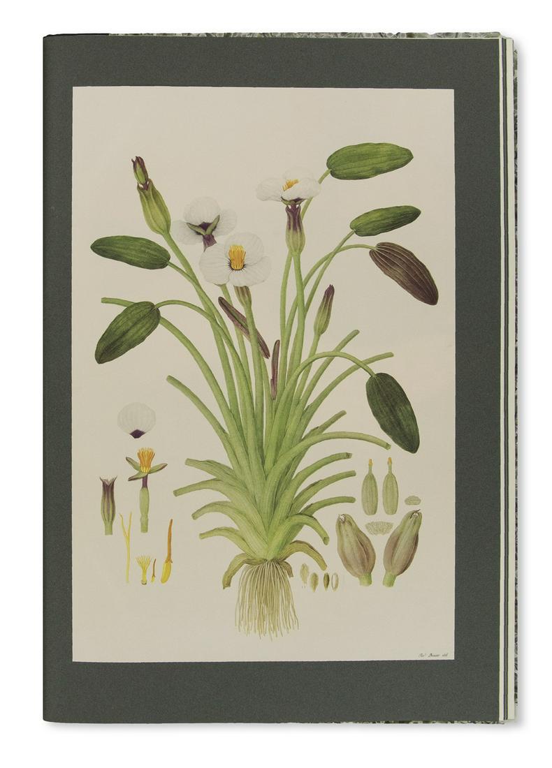 (BOTANICAL.) Stearn, William T.; and Blunt, Wilfrid. (1 of 1)