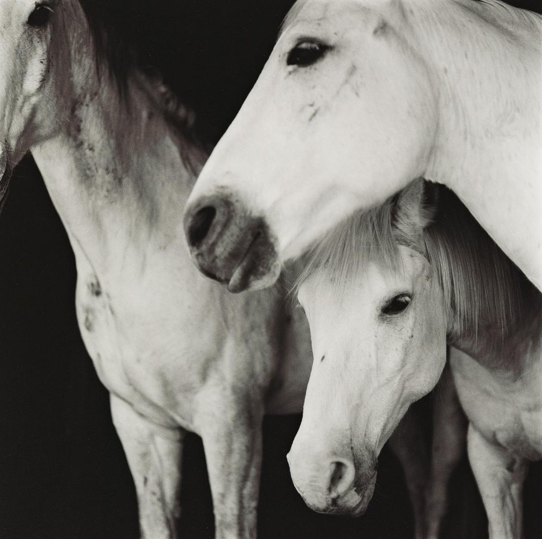 KEITH CARTER (1948- ) Silhouette * Caballos Blancos *: KEITH CARTER (1948- ) Silhouette * Caballos Blancos * Mudlovers * Meagan's New Shoes. Together, 4 silver prints, the images measuring approximately 14¾ inches (37.5 cm.) square, the sheets 20x16