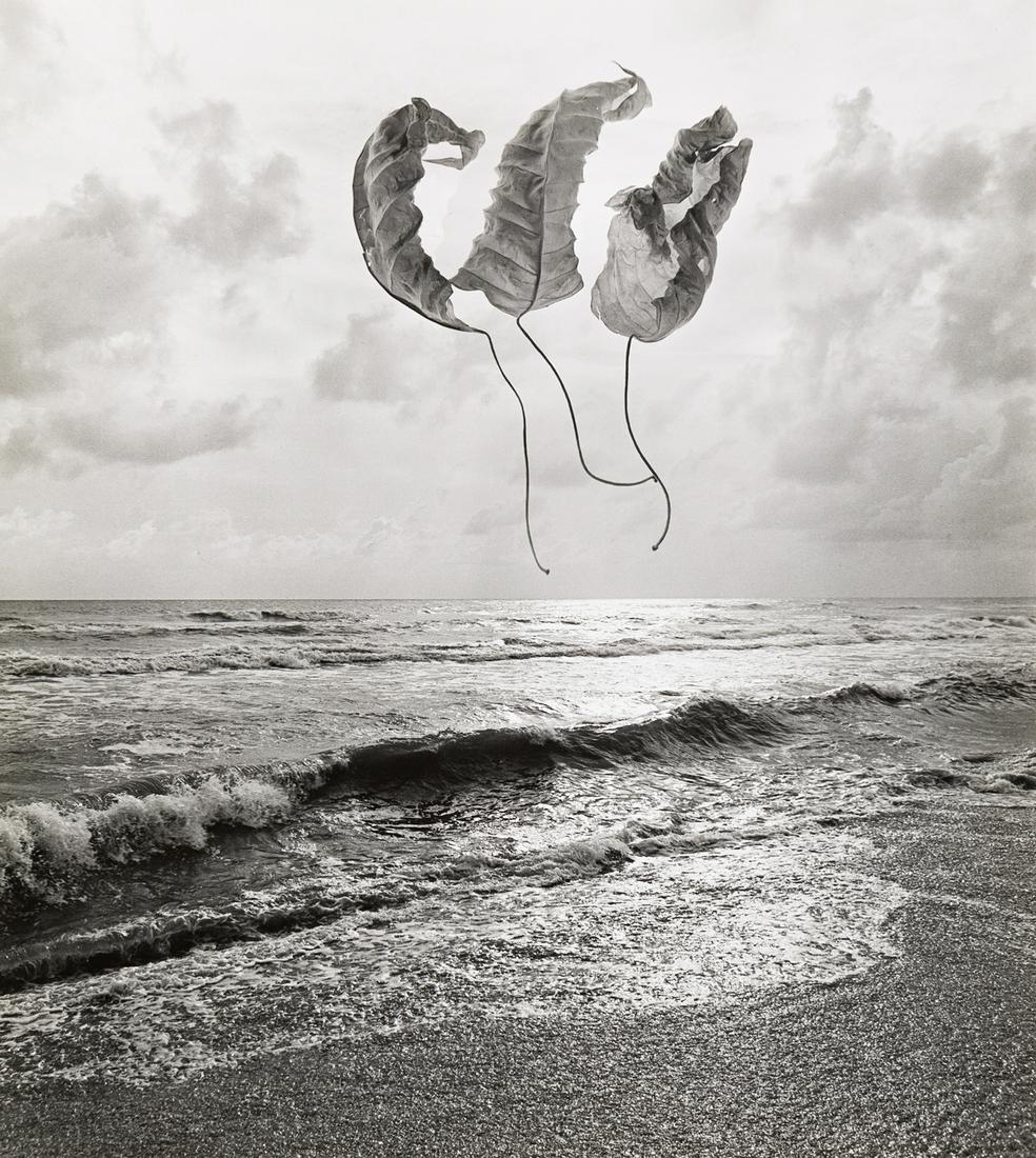 JERRY UELSMANN (1934- ) Untitled (three leaves). (1 of 1)