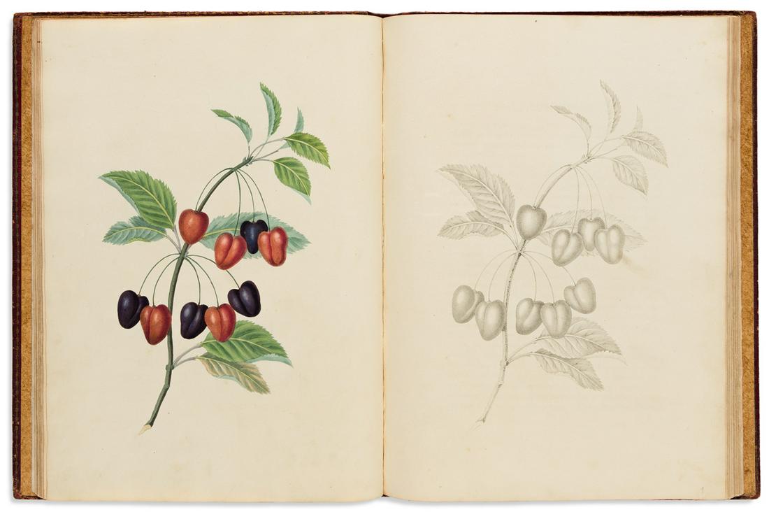 BROOKSHAW, GEORGE. Groups of Flowers; Groups of Fruit;: BROOKSHAW, GEORGE. Groups of Flowers; Groups of Fruit; Six Birds, Drawn and Accurately Coloured After Nature with Full Instructions for the Young Artist. Half-titles and title-pages, double-suite of 1
