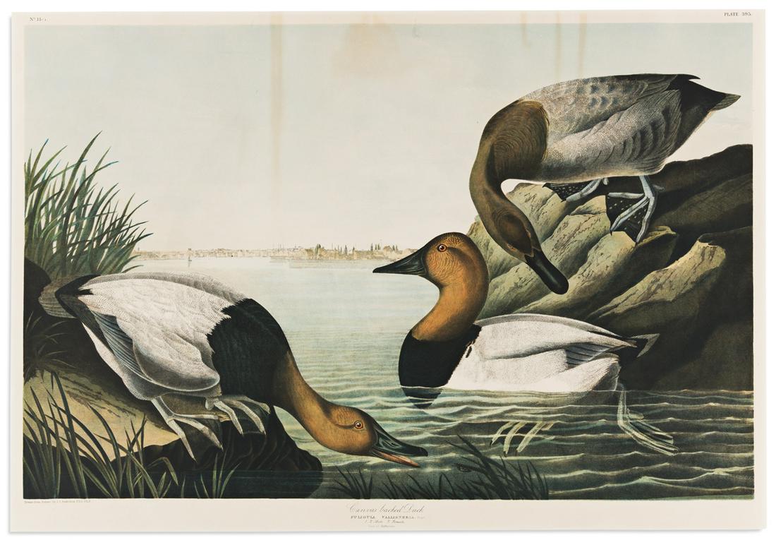 AUDUBON, JOHN JAMES. Canvas Backed Duck. Plate 395. (1 of 1)