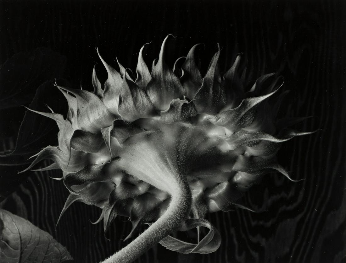 PAUL CAPONIGRO (1932- ) Sunflower. (1 of 1)