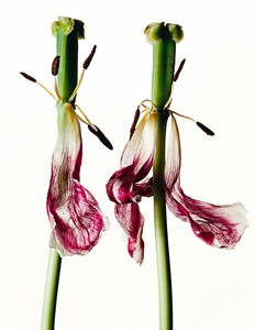 IRVING PENN (1917-2009) Tulip/Tulipa: China Pink, New