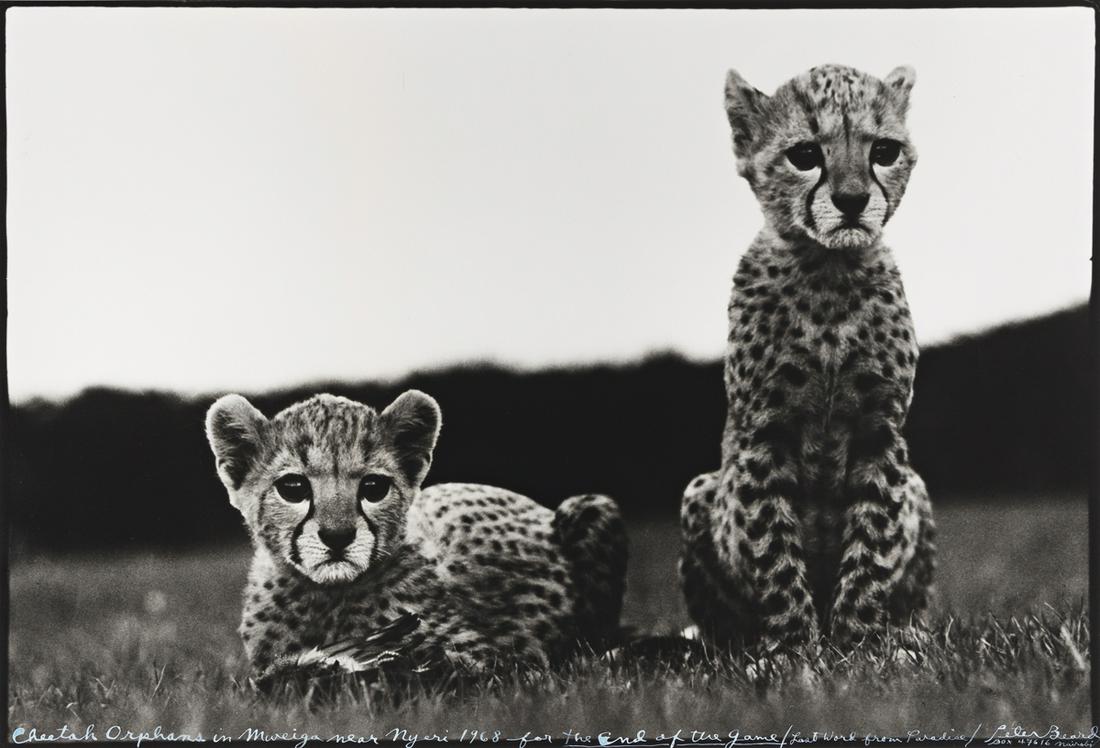 PETER BEARD (1938-2020) Cheetah Orphans in Mweiga near: PETER BEARD (1938-2020) Cheetah Orphans in Mweiga near Nyeri. Silver print, the image measuring 15¼x22 inches (38.7x56.8 cm.) , the sheet 20x24 inches (40.6x61 cm.) , with Beard's signature, titl