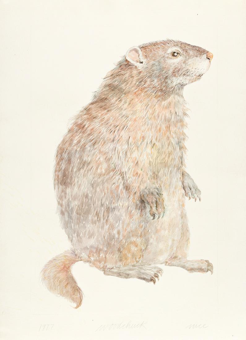 DON NICE Three watercolor and gouache drawings.: DON NICE Three watercolor and gouache drawings. Woodchuck, watercolor on paper, 1977. Signed, titled and dated, recto * Badger, watercolor on paper, 2002. Signed, titled and dated, recto * Raccoon, go