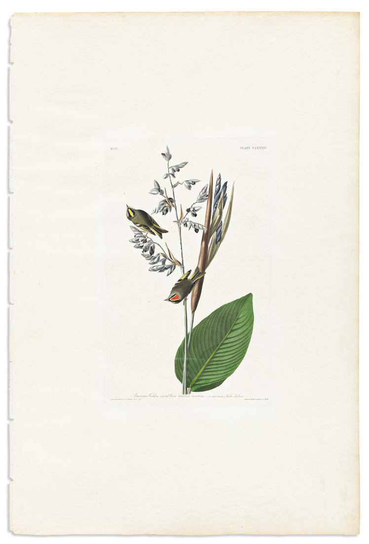 AUDUBON, JOHN JAMES. American Golden Crested-Wren. (1 of 1)