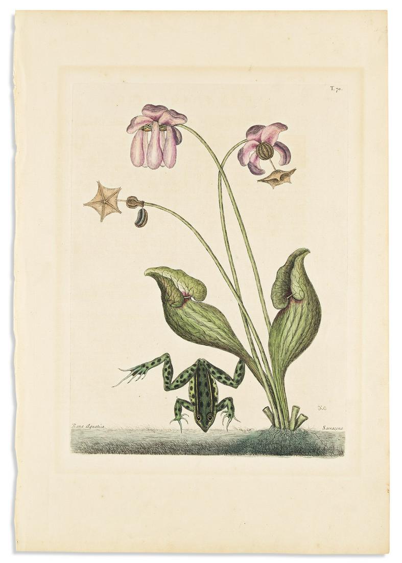 CATESBY, MARK. Rana Aquatica/Sarracena [Water (1 of 1)