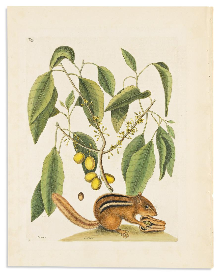 CATESBY, MARK. Sciurus/Cornus [Ground Squirrel (1 of 1)