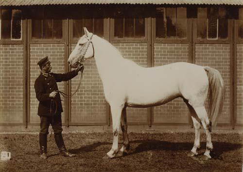 (HORSES) Album entitled "Exposition Hippique,: (HORSES) Album entitled "Exposition Hippique, Paris" containing 86 studies of equine contestants at a Parisian horse show. Printing-out paper and silver prints, 6 1/2x8 3/4 inches (16.5x22.2 cm.), mos