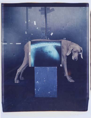 WEGMAN, WILLIAM (1943- ) "Lab" [Fay Ray].: WEGMAN, WILLIAM (1943- ) "Lab" [Fay Ray]. Polaroid, 20 1/4x24 1/4 inches (50.8x61.6 cm.), with Wegman's signature, title, and date, in ink, on recto; mounted and framed. 1992 All items are offered fo