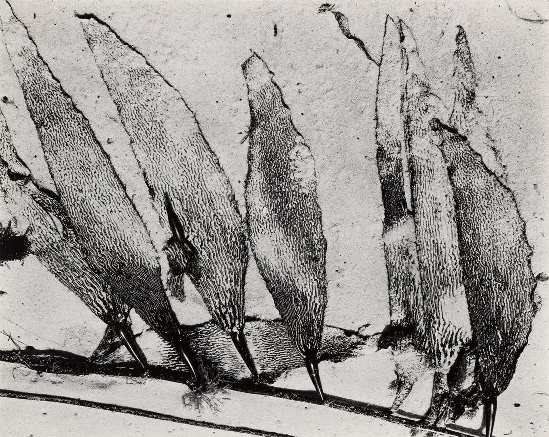 EDWARD WESTON (1886-1958) Seaweed, Carmel.: EDWARD WESTON (1886-1958) Seaweed, Carmel. Silver print, the image measuring 7½x9 inches (19x23.8 cm.), the mount 15x18 inches (38.1x45.7 cm.), with Weston's notation "For Dan, with gratitude" 