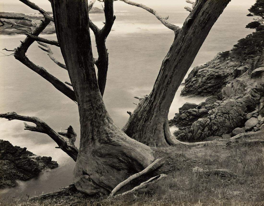 EDWARD WESTON (1886-1958) Cypress trees, Point Lobos.: EDWARD WESTON (1886-1958) Cypress trees, Point Lobos. Silver print, the image measuring 7x9 inches (18.7x23.8 cm.), the mount 14½x16¼ inches (36.8x41.3 cm.), with Weston's negative notation 