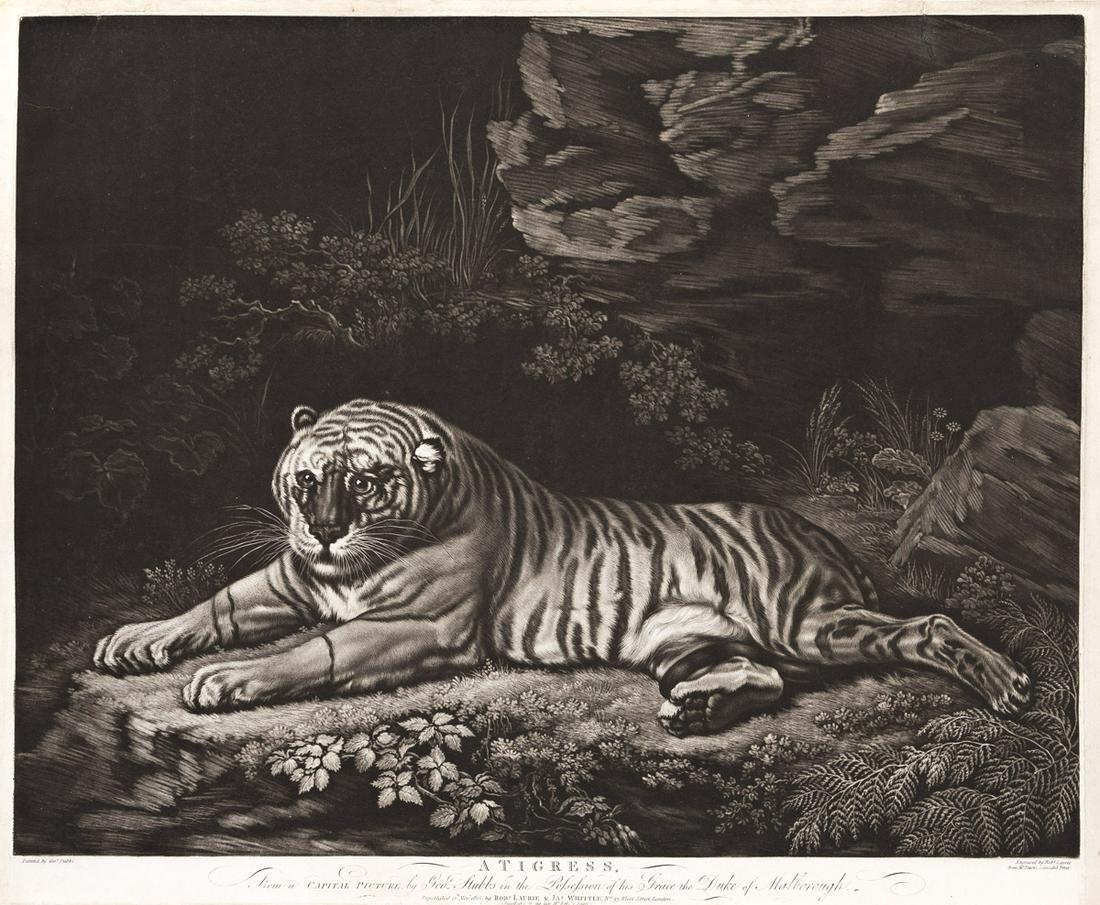 GEORGE STUBBS (AFTER) A Tigress.: GEORGE STUBBS (AFTER) A Tigress. Mezzotint, 1800. 492x585 mm; 19¼x23½ inches. Third state (of 3). With narrow margins three sides, the left and right margins partially made up, trimmed on th