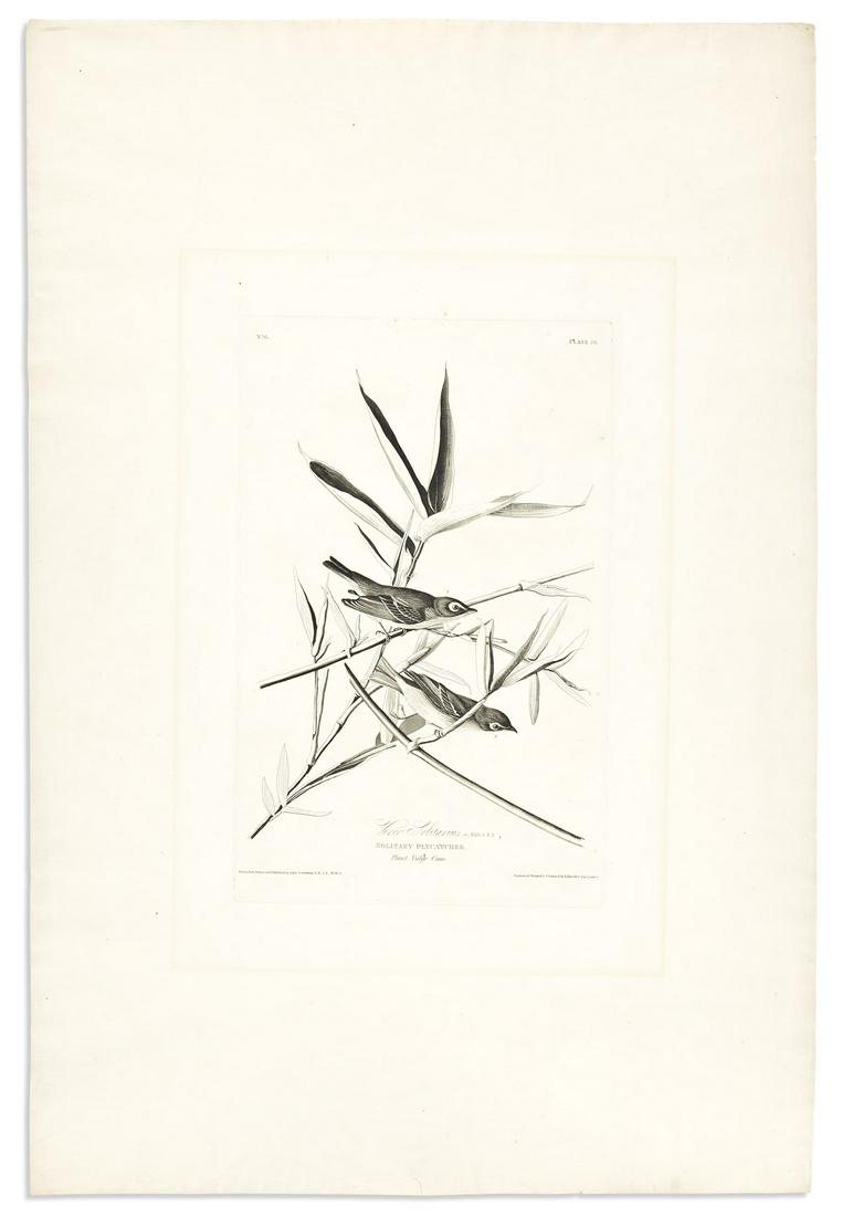AUDUBON, JOHN JAMES. Vireo Solitarius - Solitary Flycatcher. Plate 28. (1 of 1)