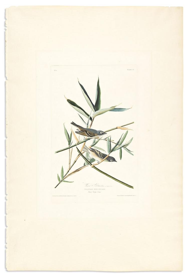 AUDUBON, JOHN JAMES. Vireo Solitarius - Solitary Flycatcher. Plate 28. (1 of 1)