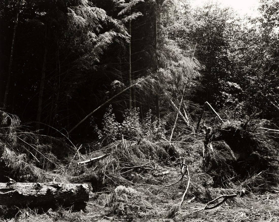 ROBERT ADAMS (1937- ) Bulldozed Slash, Tillamook County, Oregon.: ROBERT ADAMS (1937- ) Bulldozed Slash, Tillamook County, Oregon. Silver print, the image measuring 7x8 inches (18x22.5 cm.), the sheet 11x14 inches (27.9x35.6 cm.), with Adams' signature and copyright