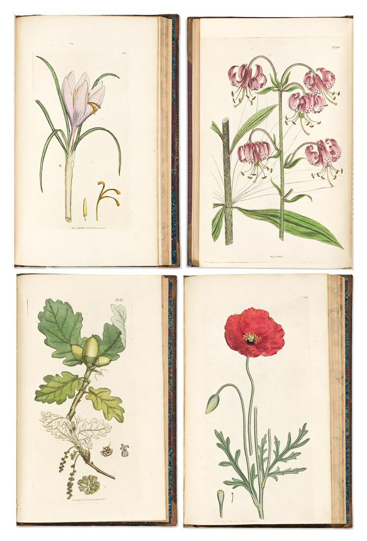 (BOTANICAL.) James Sowerby. English Botany; or, Coloured Figures of British Plants. [Plus (1 of 2)