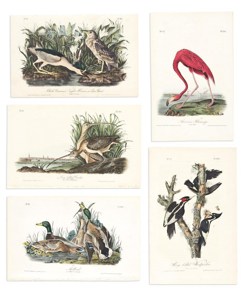 AUDUBON, JOHN JAMES. A nice selection of 5 hand-colored lithographed plates from the first octavo (1 of 1)