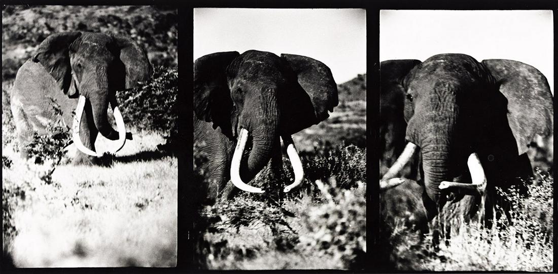 PETER BEARD (1938-2020) A triptych of three elephants, Kenya, from "The End of the Game.": PETER BEARD (1938-2020) A triptych of three elephants, Kenya, from "The End of the Game." Silver print, the image measuring 6x12½ inches (15.2x31.8 cm.), the sheet 10x14 inches (26.7x35.6 cm.), w