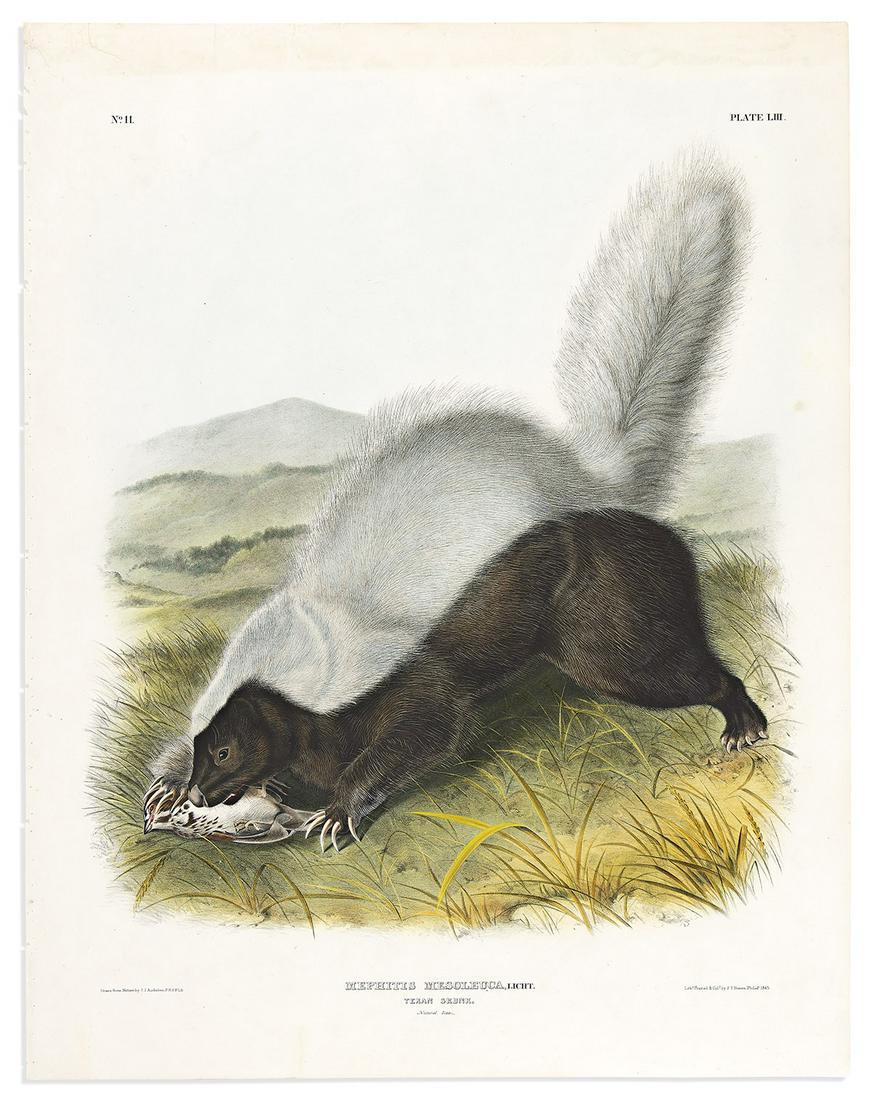 AUDUBON, JOHN JAMES. Texan Skunk. Plate LIII. (1 of 1)