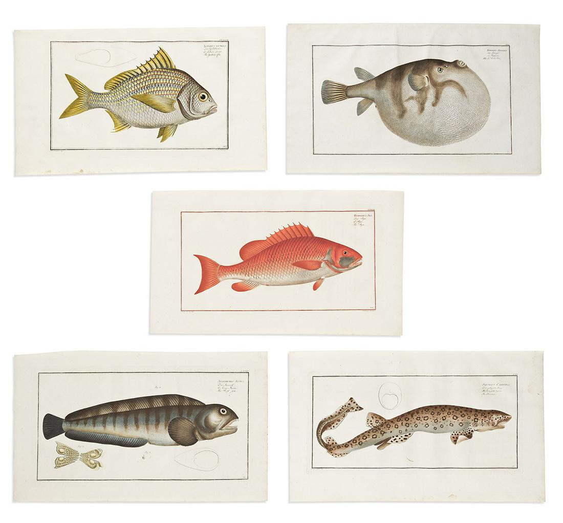 (FISH.) Marcus Elieser Bloch. Group of 5 hand-colored engraved plates of fish from Bloch's (1 of 1)