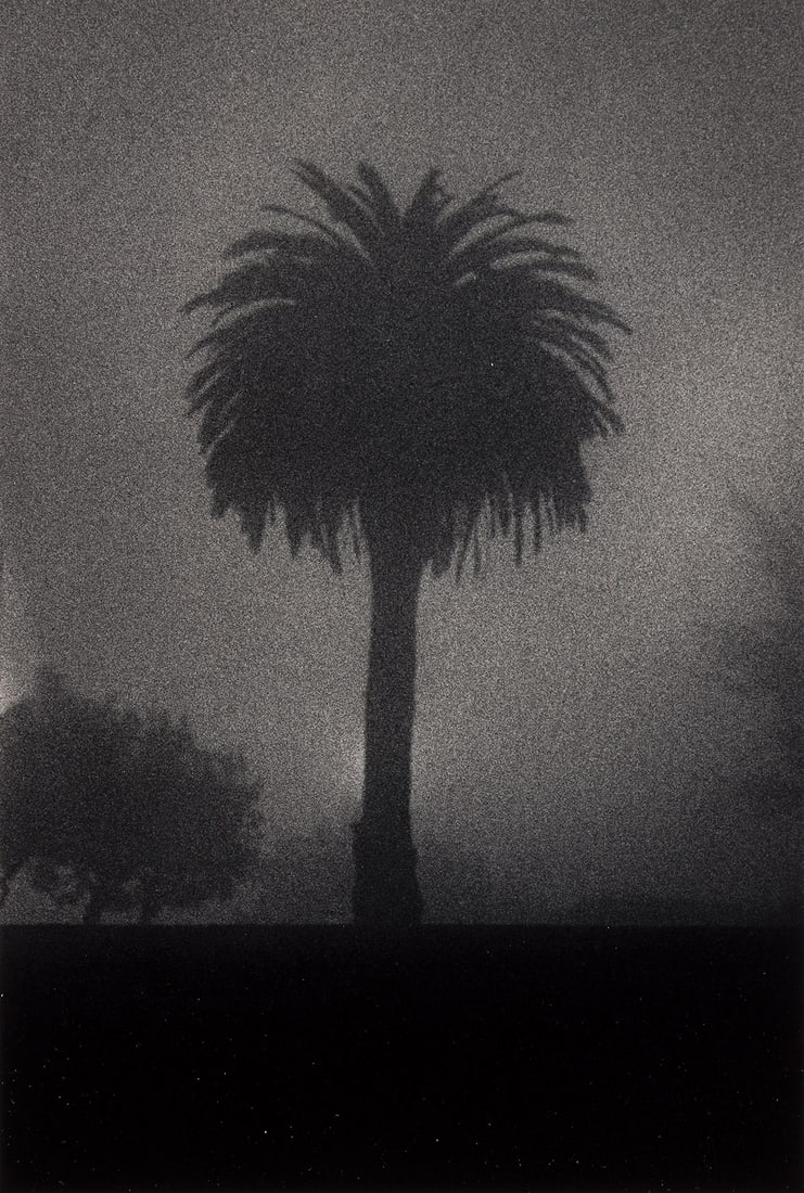 MICHAEL KENNA (1953- ) Palm Tree, San Francisco.: MICHAEL KENNA (1953- ) Palm Tree, San Francisco. Silver print, the image measuring 9x6 inches (22.9x15.2 cm.), the mount 20x16 inches (50.8x40.6 cm.), with Kenna's signature, negative date, and editio
