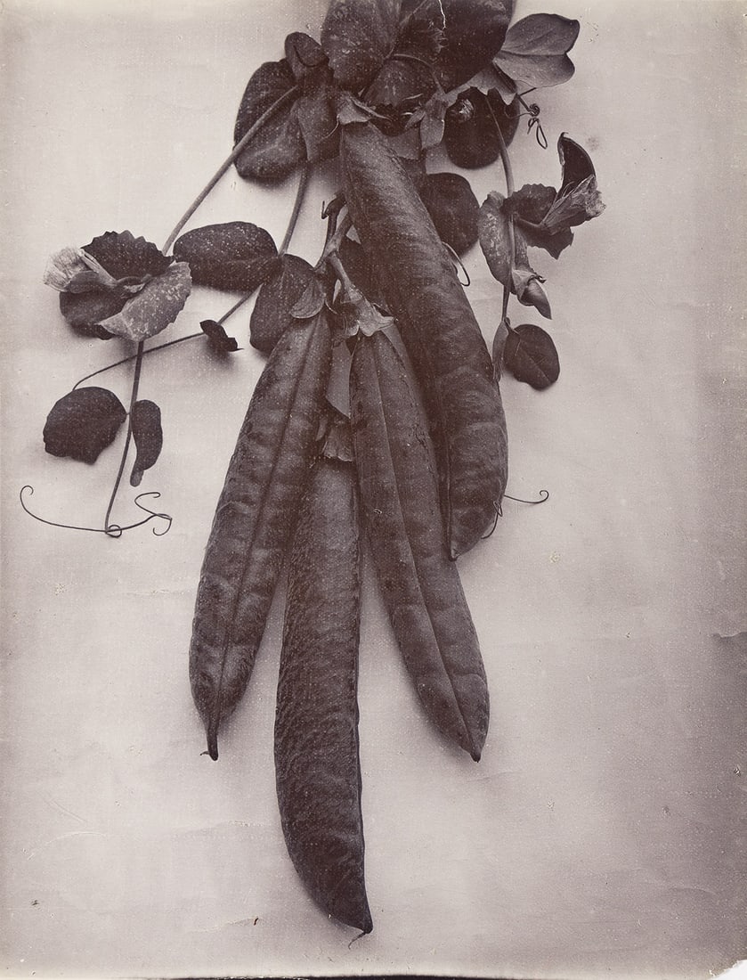 CHARLES JONES (1866-1959) Peas.: CHARLES JONES (1866-1959) Peas. Gold-toned silver print, the image measuring 9⅞x7½ inches (25.1x19.1 cm.), the sheet slightly larger, with Jones' initials and title in pencil on verso. Circ