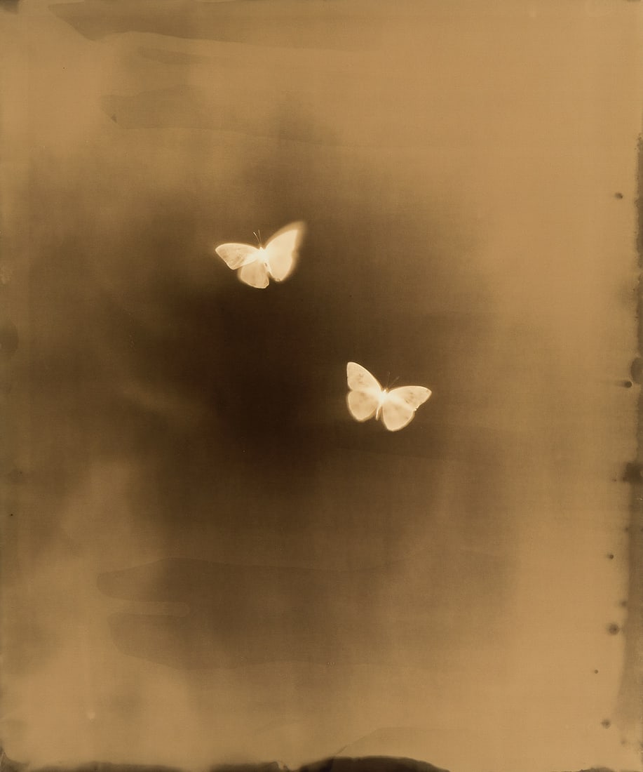 KEITH CARTER (1948- ) Two Sulfurs, from the Talbot's Shadow series.: KEITH CARTER (1948- ) Two Sulfurs, from the Talbot's Shadow series. Unique photogram, the image measuring 24x20 inches (61x50.8 cm.), with Carter's signature on verso. Circa 2003 Provenance: Howard Gr