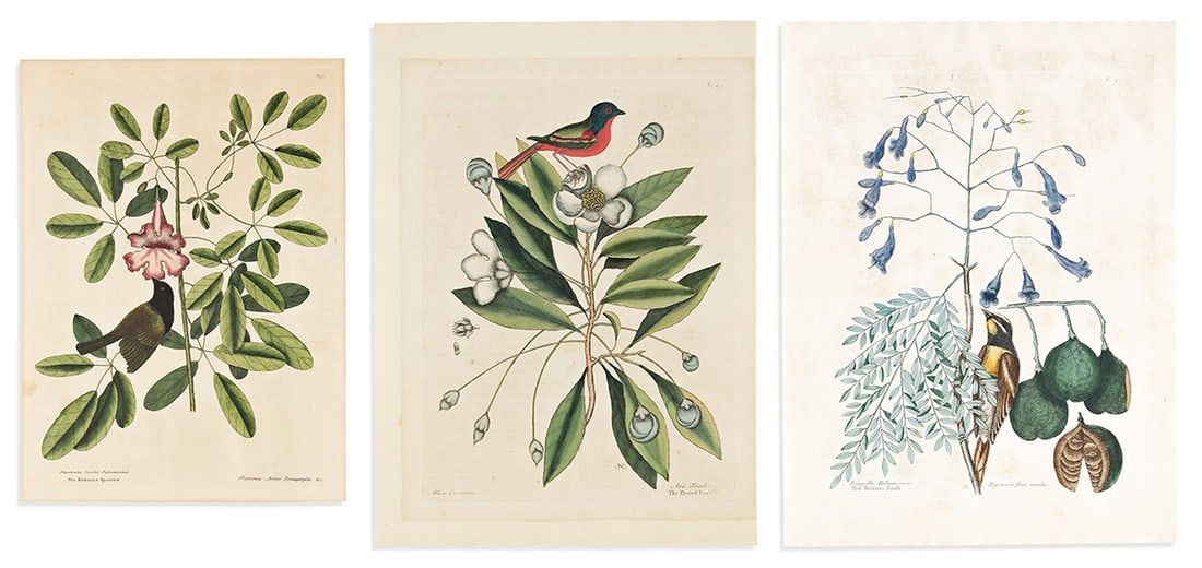 (NATURAL HISTORY.) Mark Catesby. Group of 3 hand-colored engraved plates from The Natural History of: (NATURAL HISTORY.) Mark Catesby. Group of 3 hand-colored engraved plates from The Natural History of Carolina… Folio sheets of Strasbourg Lily watermarked laid paper; slightly trimmed, various t