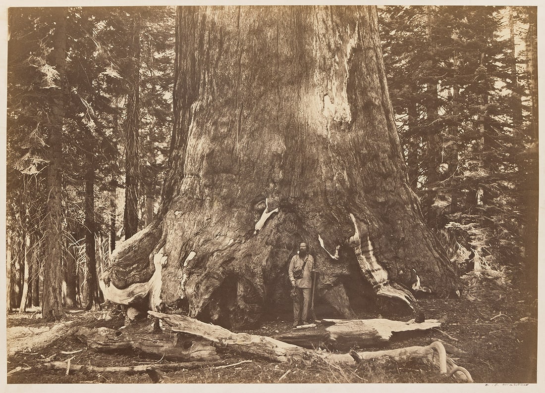 CARLETON E. WATKINS (1829-1916) Section of the Grizzly Giant, Mariposa Grove, Yosemite. 1861.: CARLETON E. WATKINS (1829-1916) Section of the Grizzly Giant, Mariposa Grove, Yosemite. 1861. Mammoth albumen print, the image measuring 14¾x20¾ inches (37.5x52.7 cm.), the mount 20¾x27