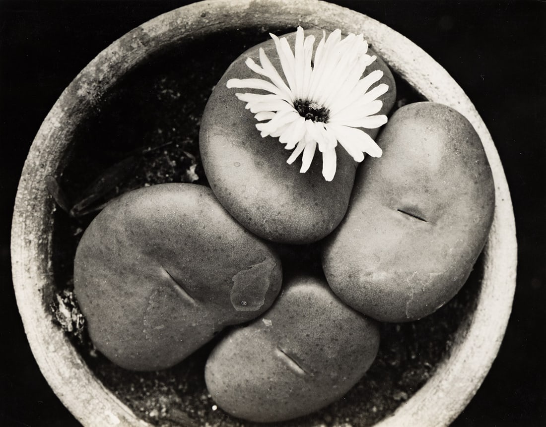 ALBERT RENGER-PATZSCH (1897-1966) Mesembryanthemum. 1923. (1 of 1)