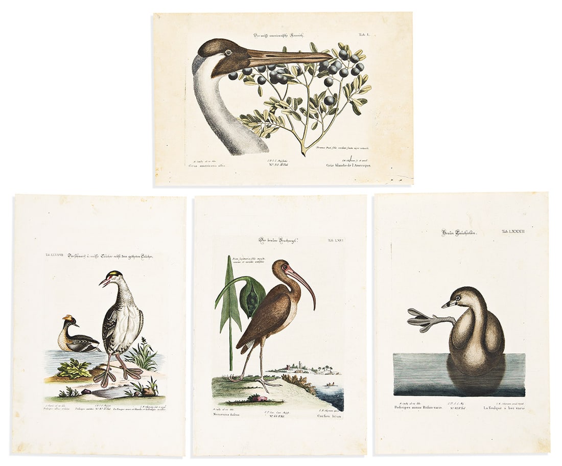 (BIRDS.) Johann Michael Seligmann. Group of 10 hand-colored engraved plates after Mark Catesby or: (BIRDS.) Johann Michael Seligmann. Group of 10 hand-colored engraved plates after Mark Catesby or George Edwards from Sammlung Verschiedener Auslaendischer. Approximately 16¾x11 inches each sheet