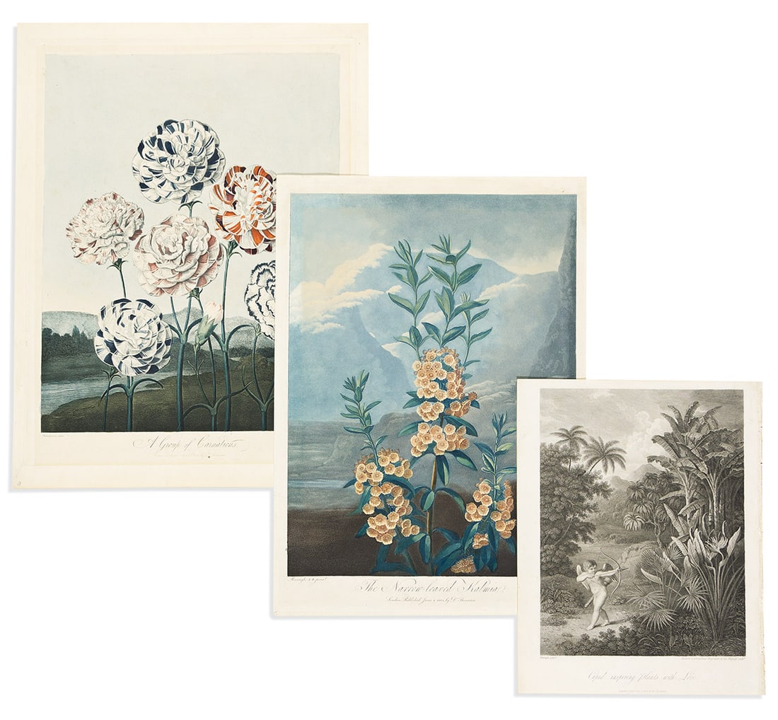 (BOTANICAL.) Robert John Thornton. Group of 3 engraved plates from various editions of the Temple of: (BOTANICAL.) Robert John Thornton. Group of 3 engraved plates from various editions of the Temple of Flora. A Group of Carnations. Folio, 22½x17 inches sheet size, "H. Smith" watermark; mat line