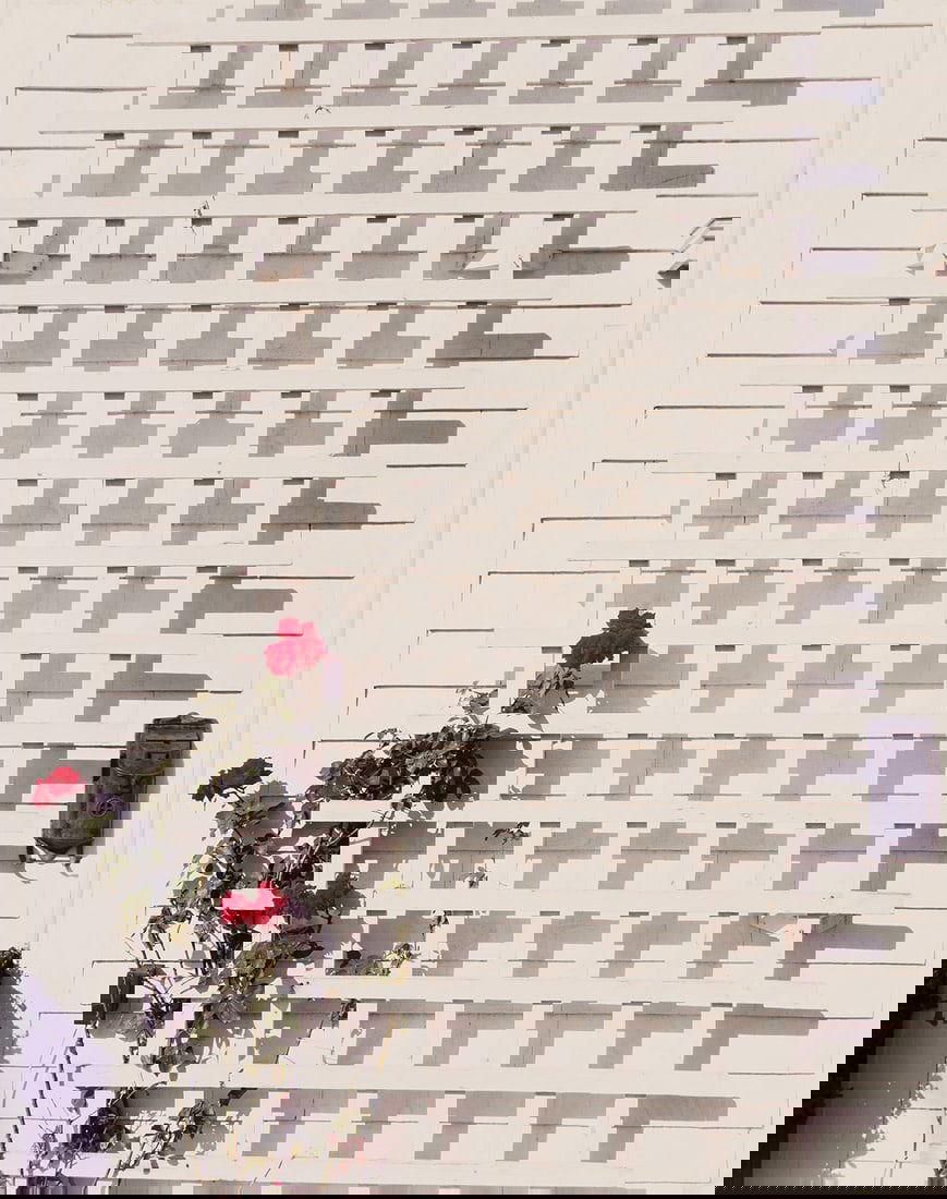 JOEL MEYEROWITZ (1938- ) The Rose and Trellis, Provincetown. 1983; printed 1986. (1 of 1)