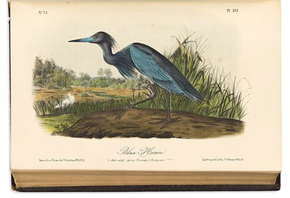 (BIRDS.) John James Audubon. The Birds of America.