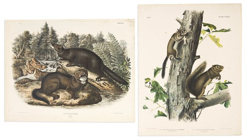 (ANIMALS.) John James and John Woodhouse Audubon. Mink, Plate XXXIII [and] Fremont's Squirrel/Sooty