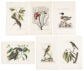 (BIRDS.) Seligman Group of 6 hand-colored engraved plates after Mark Catesby or George Edwards from